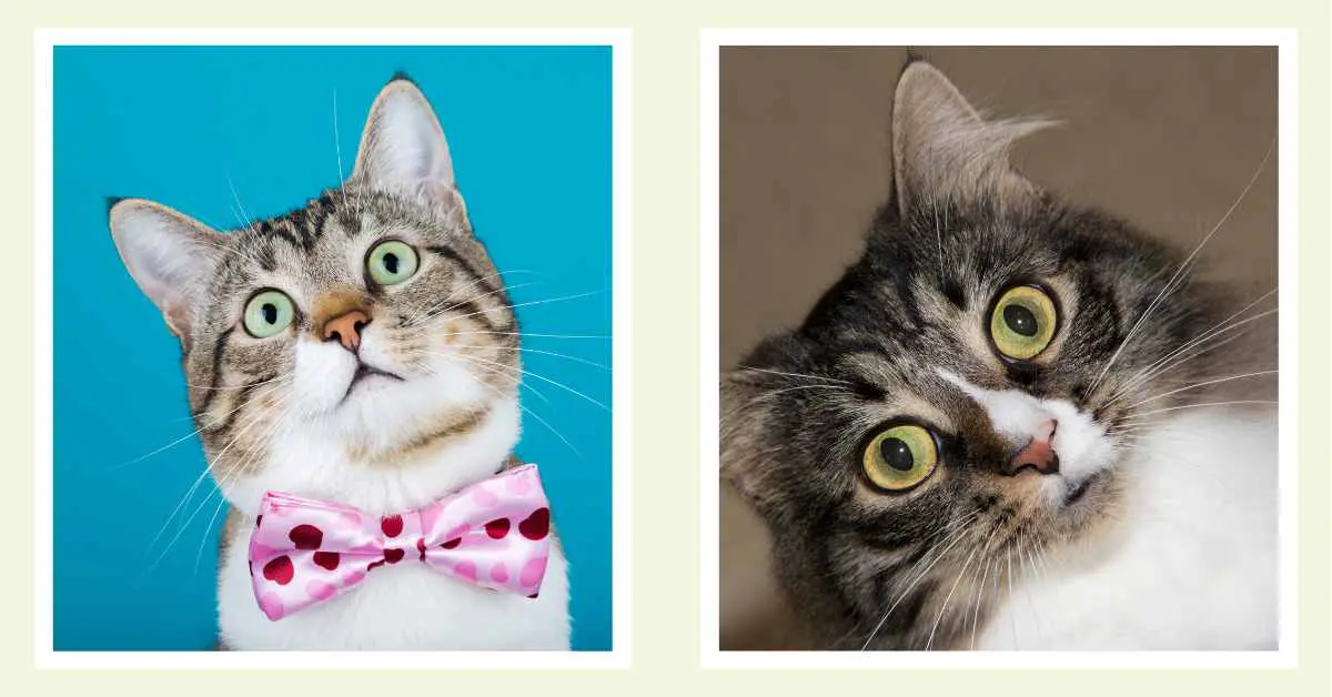 Surprised Face Cat Images Pictures