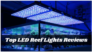 Best LED Reef Lights