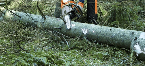 Limbing Trees Chainsaw Technique