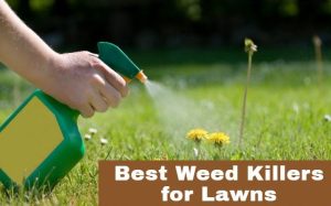 Best Weed Killers for Lawns