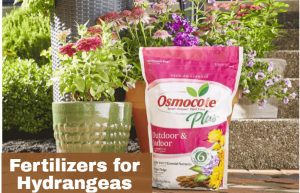 Fertilizers for Hydrangeas 2