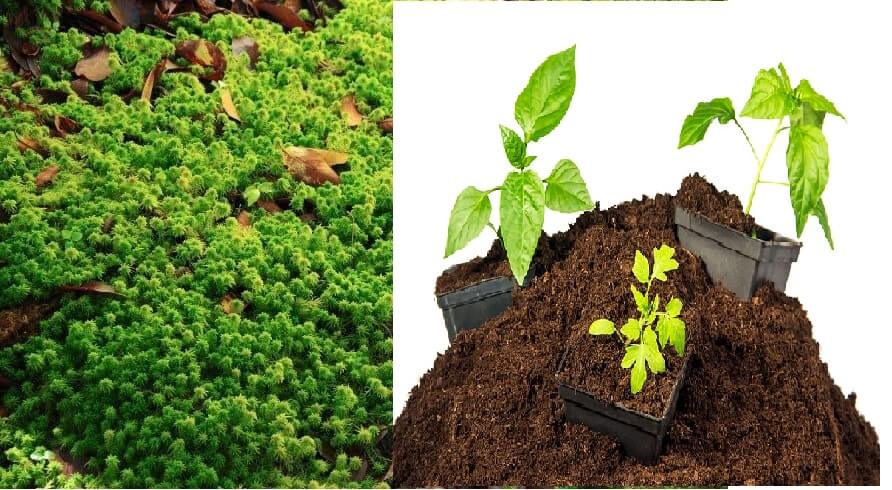 What Is Peat Moss? Uses in Gardens and Potted Plants