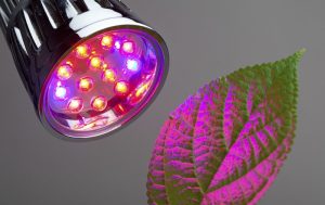 Color Light is Best for Plant Growth