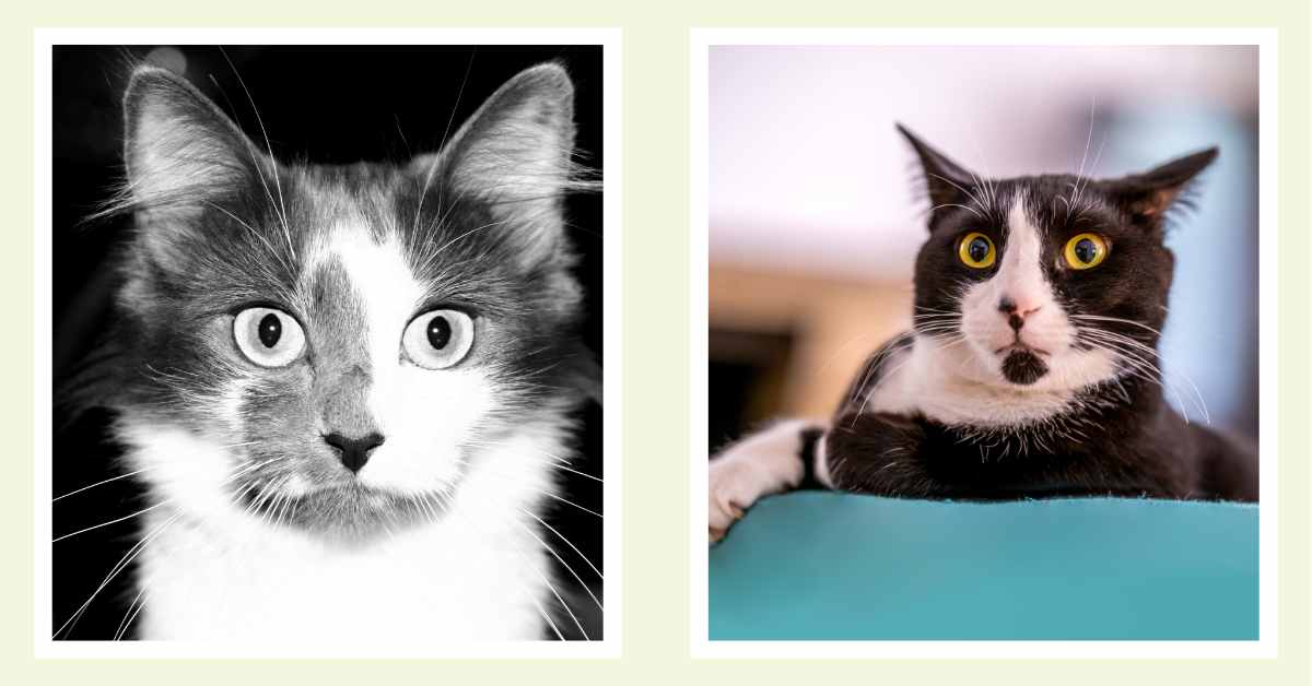 Surprised Face Cat Images Pictures (2)